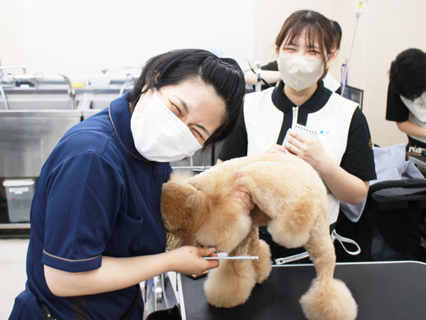 ２年生、お客様犬のトリミング！
